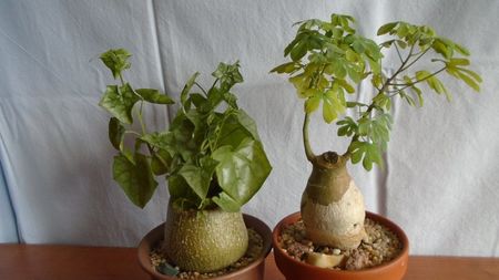 Familia plantelor caudiciforme, pachycaule si bulboase