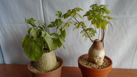 Familia plantelor caudiciforme, pachycaule si bulboase