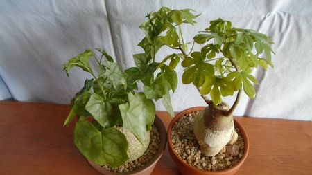 Familia plantelor caudiciforme, pachycaule si bulboase