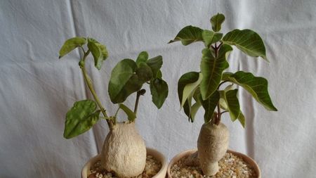 Familia plantelor caudiciforme, pachycaule si bulboase