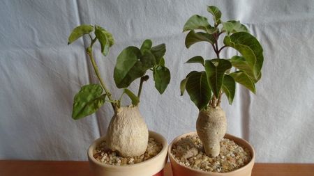 Familia plantelor caudiciforme, pachycaule si bulboase