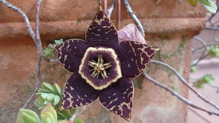 Orbea (Stapelia) variegata