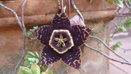 Orbea (Stapelia) variegata