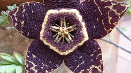 Orbea (Stapelia) variegata