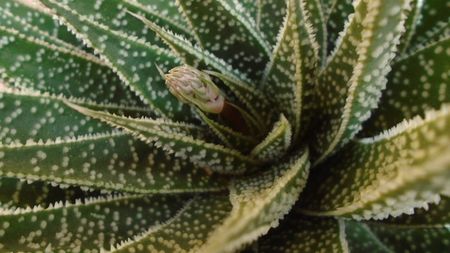 Aloe aristata, tija florala