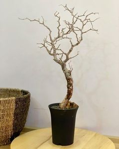 Commiphora monstruosa