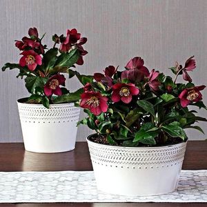 helleborus-ice-n-roses-early-red, gradina-bijoux