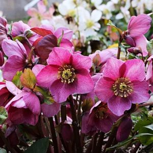 madame-lemonnier-helleborus, gradina-bijoux