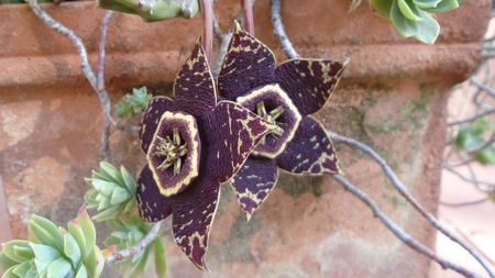 Orbea (Stapelia) variegata