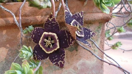 Orbea (Stapelia) variegata