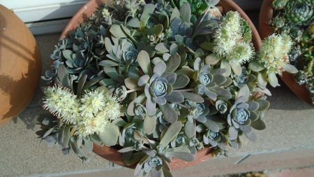 Orostachys iwarenge (Chinese dunce cap)