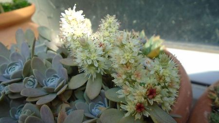 Orostachys iwarenge (Chinese dunce cap)