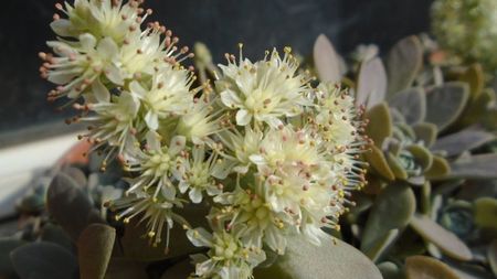 Orostachys iwarenge (Chinese dunce cap)