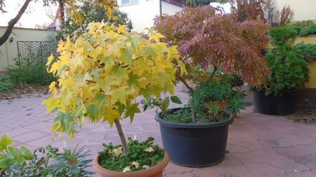 Liquidambar styraciflua & Acer palmatum atropurpureum