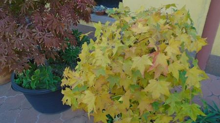 Liquidambar styraciflua