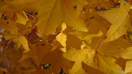 Liquidambar styraciflua