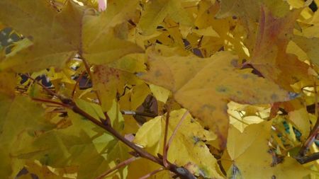 Liquidambar styraciflua