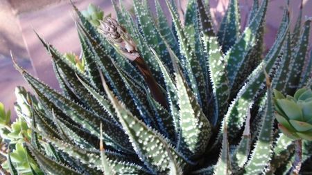 Aloe aristata, tija florala