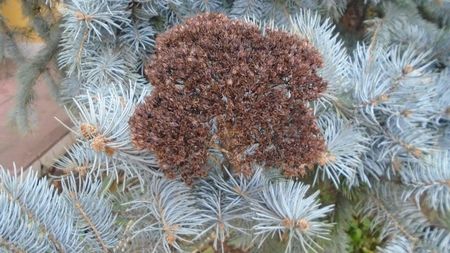 Sedum spectabile