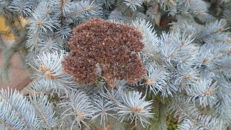 Sedum spectabile