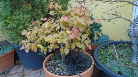 Parrotia persica