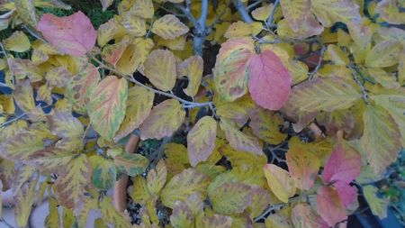 Parrotia persica