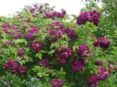 Bleu Magenta. Urcator; Average rating: EXCELLENT.  
Mauve or mauve blend Hybrid Multiflora.
Registration name: Bleu Magenta
Bred by Grandes Roseraies du Val de Loire (France, 1933).
Hybrid Multiflora, Rambler.  
Purple - vi
