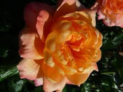 Capri (Tufa); Average rating: EXCELLENT-.  
Bred by Christian Evers (Germany, 2008).
Introduced in Germany by Rosen-Tantau/Tantau Roses in 2014 as &#039;Capri&#039;.
Hybrid Tea.  
Apricot, orange shading.  Strong, 
