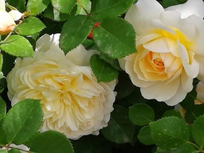 Crocus. Tufa; White, near white or white blend Shrub.
Bred by David C. H. Austin 
Shrub.  English Rose Collection.  
White or white blend.  Mild, tea fragrance.  41 petals.  Blooms in flushes throughout the season.
