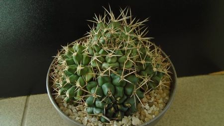 Gymnocalycium sp., colonie