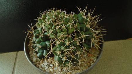 Gymnocalycium sp., colonie