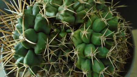 Gymnocalycium sp., colonie