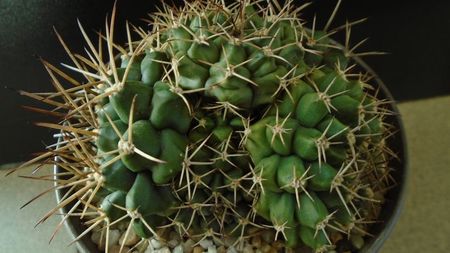 Gymnocalycium sp., colonie