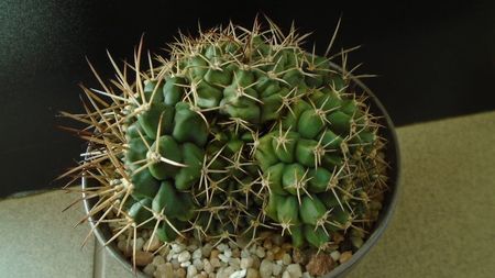 Gymnocalycium sp., colonie