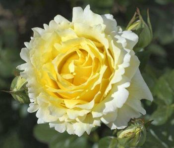 Cyrano de Bergerac. Urcator; Discovered by Alain Meilland 
Large-Flowered Climber, Shrub.    
Light yellow. Blooms in flushes throughout the season.
Tall, climbing.  Large, semi-glossy, medium green foliage.  
Height of 4&#039; 1
