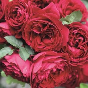 Gospel. (Tufa); Average rating: EXCELLENT.  
Introduced in Germany by Rosen-Tantau/Tantau Roses in 2012 as &#039;Gospel&#039;.
Hybrid Tea.  
Purple - violet.  Strong fragrance.  Average diameter 4.25&quot;.  Very lar
