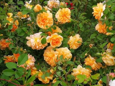 Dame Judi Dench (tufa); Bred by David C. H. Austin
Shrub.  English Rose Collection.
Apricot, lighter edges. Moderate fragrance.  Large, very double, button-eye, rosette bloom form.  Blooms in flushes throu the season
