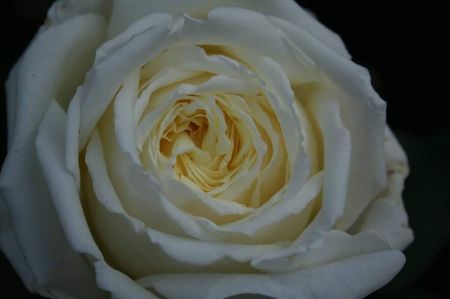 Jeanne Moreau. (Tufa); Average rating: EXCELLENT-. White, near white or white blend Hybrid Tea. Bred by Meilland International (France, before 2000). Strong, lemon, spice fragrance. Blooms in flushes throughout the season
