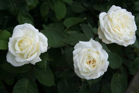 Jeanne Moreau. (Tufa); Average rating: EXCELLENT-. White, near white or white blend Hybrid Tea. Bred by Meilland International (France, before 2000). Strong, lemon, spice fragrance. Blooms in flushes throughout the season
