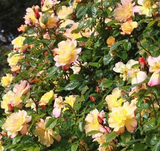 Moonlight. (Urcator); Bred by Tim Hermann Kordes (Germany)
Climber, Large-Flowered Climber.  
Strong, fruity, spice fragrance.   
Blooms in flushes throughout the season.   
Height (245 to 250 cm).
