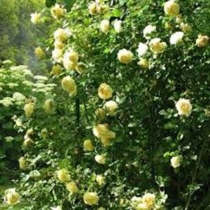 Cyrano de Bergerac. Urcator; Discovered by Alain Meilland 
Large-Flowered Climber, Shrub.    
Light yellow. Blooms in flushes throughout the season.
Tall, climbing.  Large, semi-glossy, medium green foliage.  
Height of 4&#039; 1
