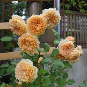 Crown Princess Margareta (urcator) 70; Parfum puternic fructat. Inflorire puternica, repetata tot sezonul.
Inaltime mare..3-4m
