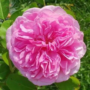 Gertrude Jekyll (urcator)