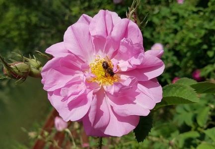 Kazanlak -(Damasc); EXCELENT-.
Rosa Damascena Trigintipetala
Parfum puternic de trandafir vechi. 30 de petale.
Trandafirul cu cea mai mare concentratie de Ulei Esential..baza celor mai scumpe parfumuri.
Inflorire unica a
