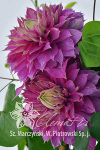 clematis_kaiser, clematite.ro