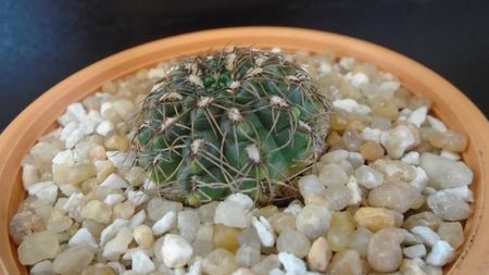 Gymnocalycium mesopotamicum