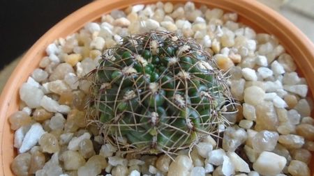 Gymnocalycium mesopotamicum