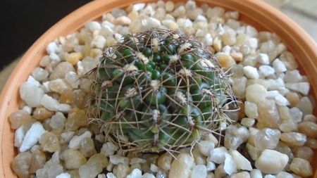 Gymnocalycium mesopotamicum