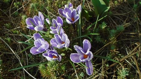 Crocusi