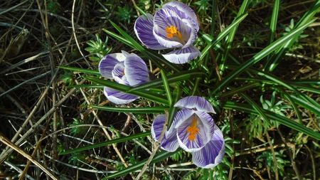 Crocusi